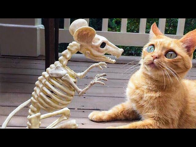 funny cat by review card | funny animal | funny pets | cat sing song | animal funny clips