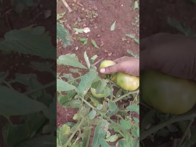 Organic vegetables harvest 🍅🍆🥰 #love