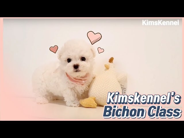 Teacup bichon frise mini size bichon - Teacup puppies KimsKennelUS