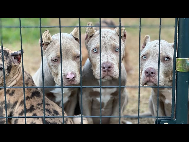 Best XL Pitbulls For Sale ❤️ Welcome To The Family 🔥🧬✈️