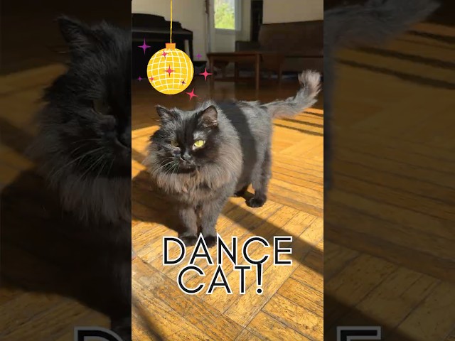 Want the PURRfect Dance Partner? Get Ready!