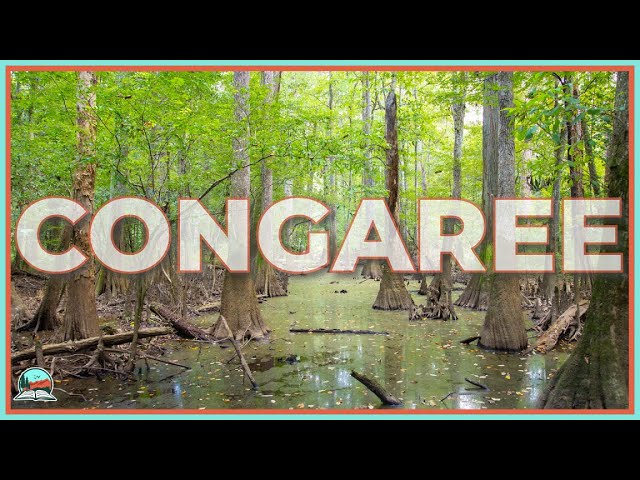 Congaree National Park: The Tallest Forest You've Never Heard Of