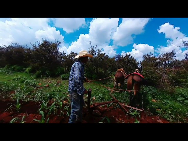 Siembra con yunta de burros | Episodio #7