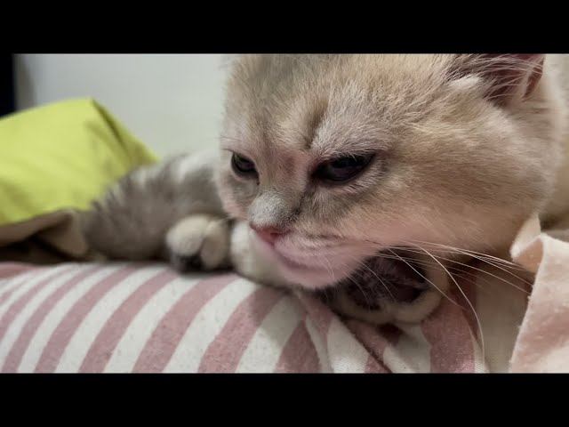 5 month old kitten cat chilling and sleeping on lap in bed