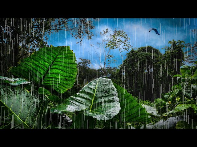 Rainforest Rain Sounds for Sleeping with Birds & Nature Sounds