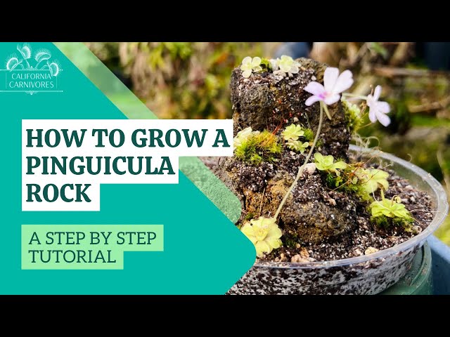 How To Make a Pinguicula Rock Display