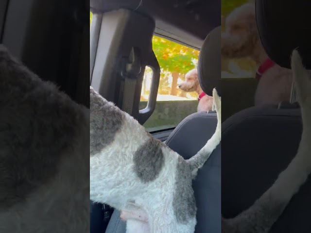 Bernedoodle hanging out the passenger door #dog #puppy #rocky #billie #car #cute