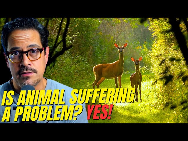 Why does God let animals suffer? | Bible Night Live (Ep. 3)