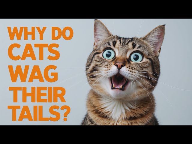 Why do CATS WAG Their TAILS? Cat Behavior Explained