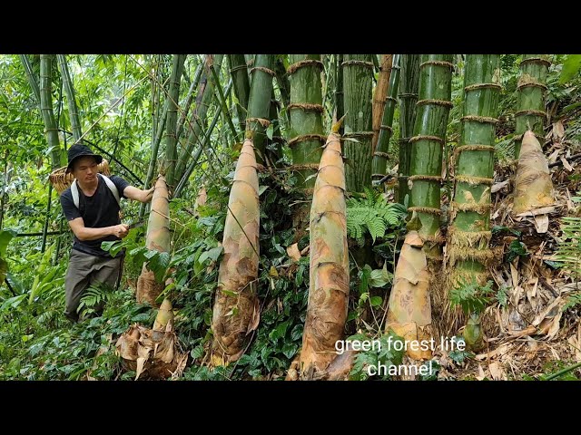 Giant bamboo shoots. Harvest and store. Green forest life (ep204)