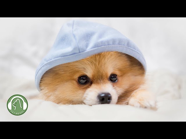 Soothing Music for sleeping dogs🐶Anxiety and stress relief music🎵Dog favorite music.