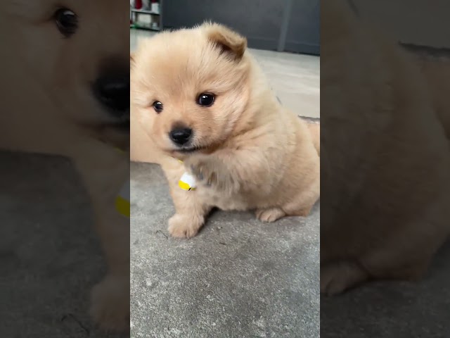 This Puppy Will Melt Your Heart ❤️