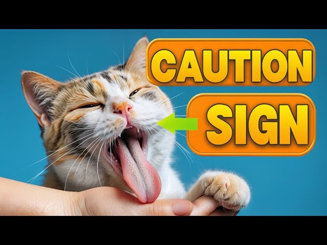 The Real Reason Your Cat Licks You Is Disturbing | Cats Care