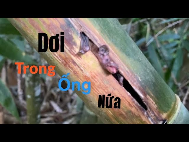 Trải nghiệm đi rừng.kiếm ăn trong rừng #Kysuvlog