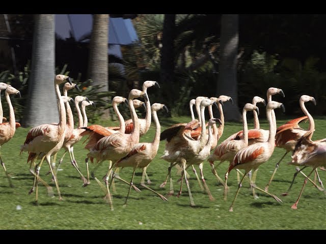 Flamingos 360