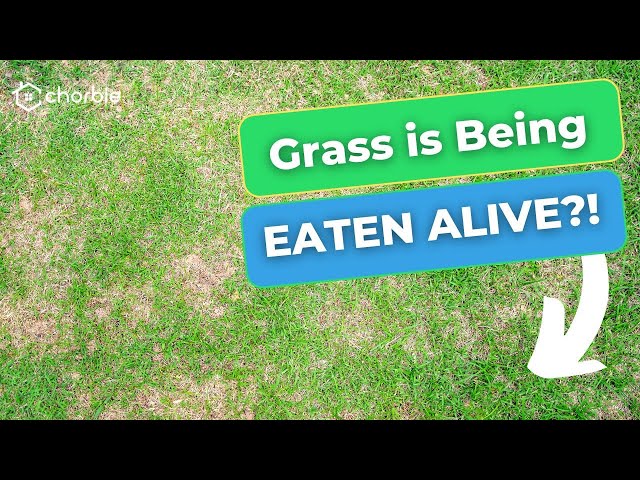 Is Your Yard Being Eaten Alive?!