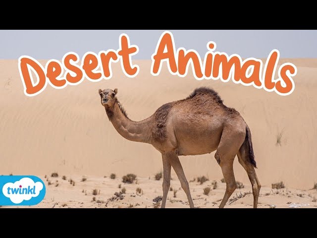 What Animals Live in the Desert? | Desert Animals for Kids