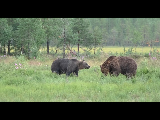 Two huge suspicious bears are looking for food in a wet and windy swamp in Kuhmo, Finland. 4K HDR