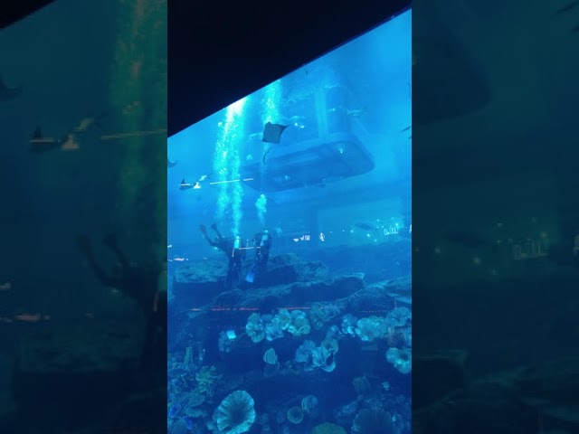 Aquarium of world's biggest mall #shorts #roshanvlog #fish