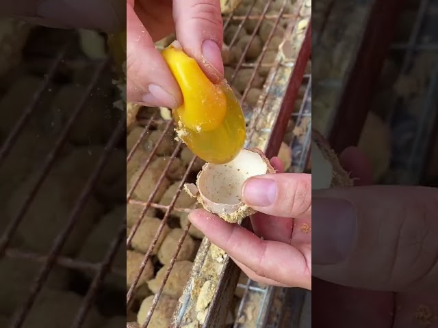 #eggs #food #fruit #satisfying #funny #trunglon #farming #videoshort #streetfood #amazing