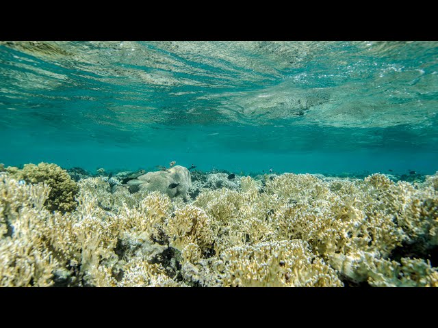 Dive in Aqaba: 360 Video Power Station South