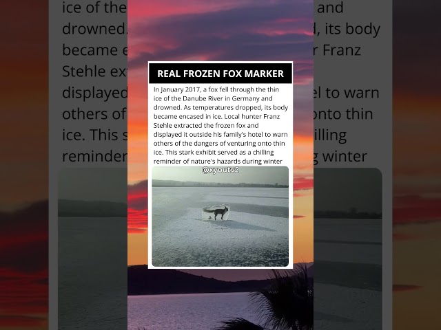 A Chilling Reminder: The Frozen Fox of the Danube