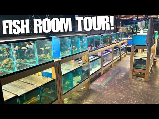 MAN ADDICTED TO FISH TURNS BASEMENT INTO FISH ROOM