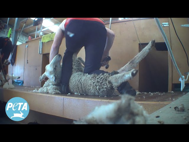 Massive Scam in the Wool Industry Exposed by Breaking Investigation