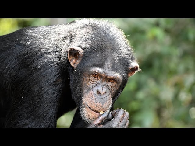 Podcast: Help chimps on World Chimpanzee Day