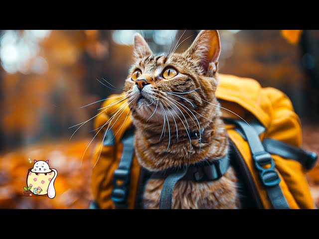 🔴 Relaxing Music for Cats (LIVE 24/7) Peaceful Piano Music with Cat Purring Sounds