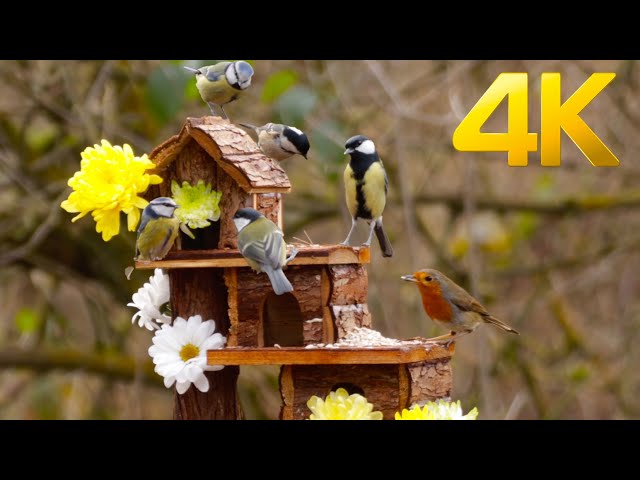 [NO ADS] Cat TV for Cats to Watch 😺 Cute wild birds 🐦 10 Hours(4K) feeding frenzy!