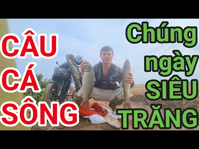 CÂU SÔNG THÁI BÌNH ĐÚNG NGÀY SIÊU TRĂNG#câucásông#fishing