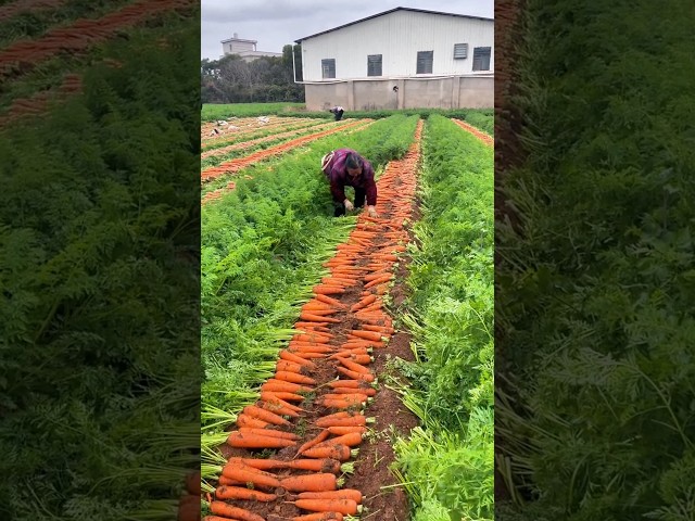 Rural farming life and harvesting carrots from farmers #2025 #harvesting #carrot