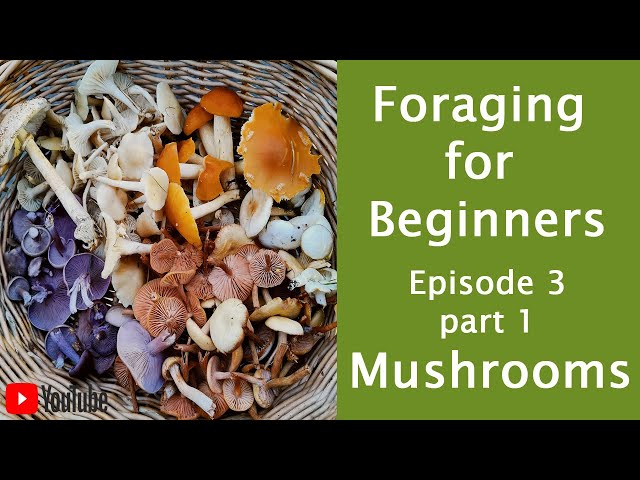 Foraging for Beginners, Episode 3, Part 1. Wild Mushrooms.