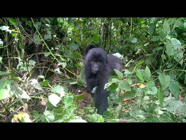 DRC Virunga Gorillas 2 small ones