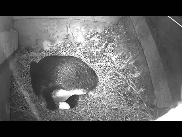 Phillip Island Nature Parks burrow cam - Penguin with 1 day old chick