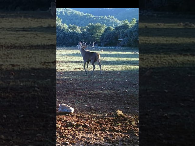 Ciervo en berrea.  #hunter #huntingseason #caza #cazamayor #chasse  #deerhunting #berrea #ciervo