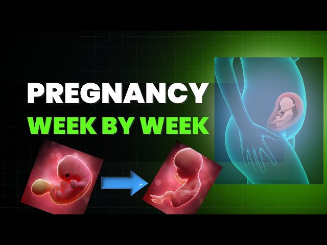 Baby Growth Week by Week During Pregnancy (What to Expect!)