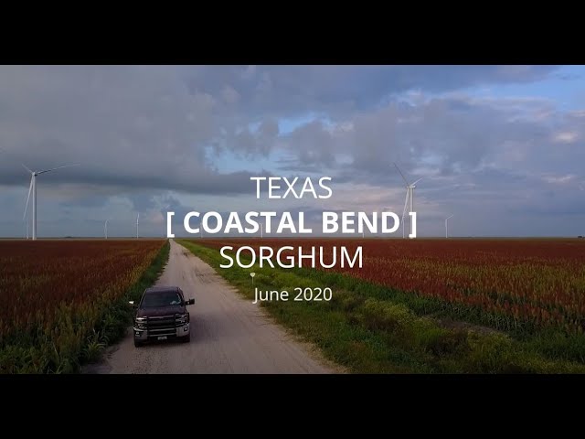 Coastal Bend Sorghum Crop | June 2020