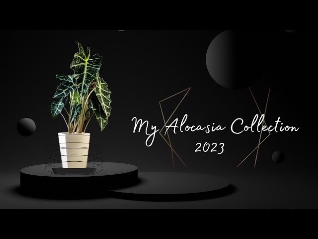 My entire ALOCASIA Collection + CARE GUIDE & PROBLEM SOLVING