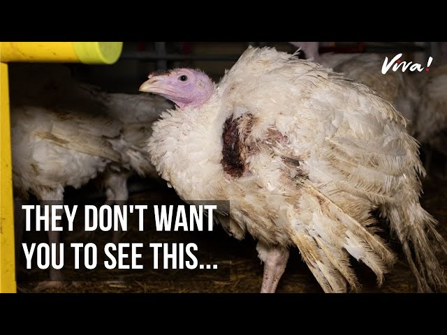 Here's What Really Goes on in UK Turkey Farms