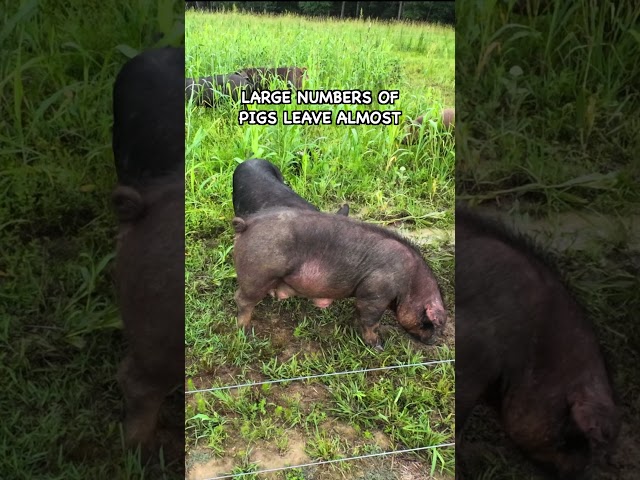 How Many Pigs Can Your Pasture Handle in Bad Times #pasturedpigs #pasturedpork