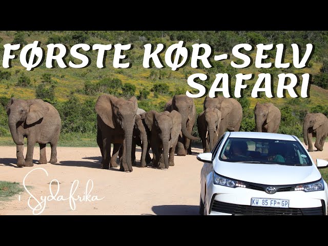 Self-drive Safari in Kragga Kamma and Addo Elephant Park in South Africa