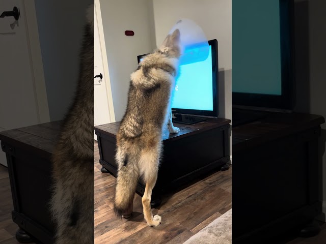 You Won't Believe This! Wolfdog Pup Climbs Into TV To Get Bluey.