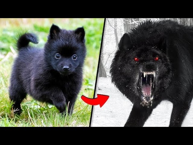 Animaltransformation dog breeds🐕😎 (part 01)