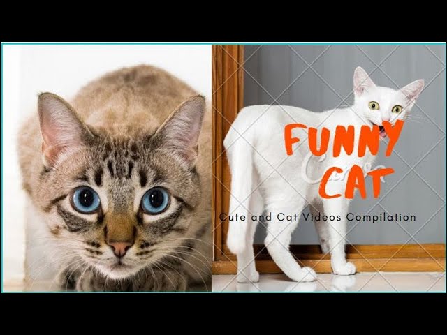 Cute Baby Cats💗Funny Compilation Cute Moment Of The Cat