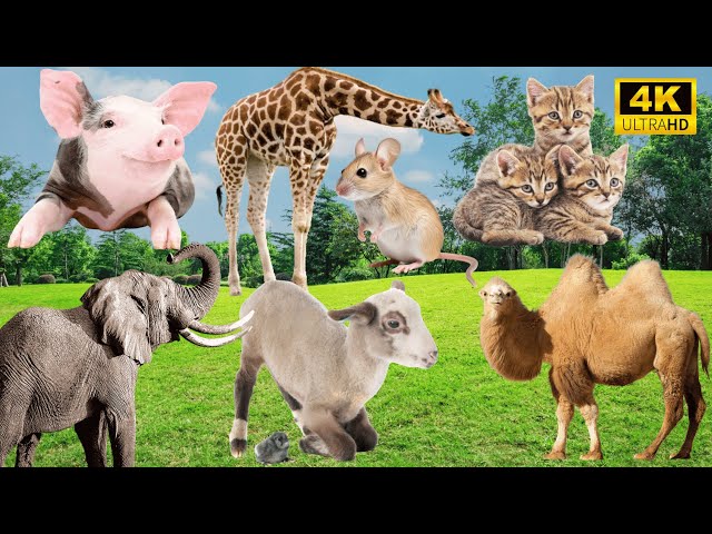 4K Wild Animal Sounds: Pig, Giraffe, Cat, Elephant, Sheep, Camel - Cheerful Farm Sounds