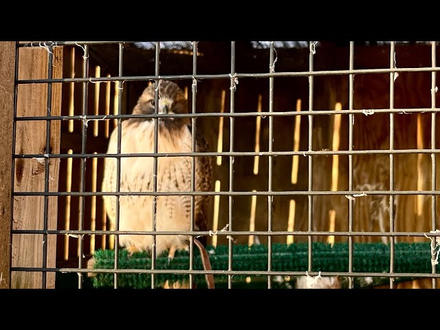 The Birds of Leslie Park