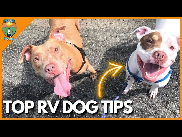 RVING WITH DOGS | DOG TRAINER TIPS