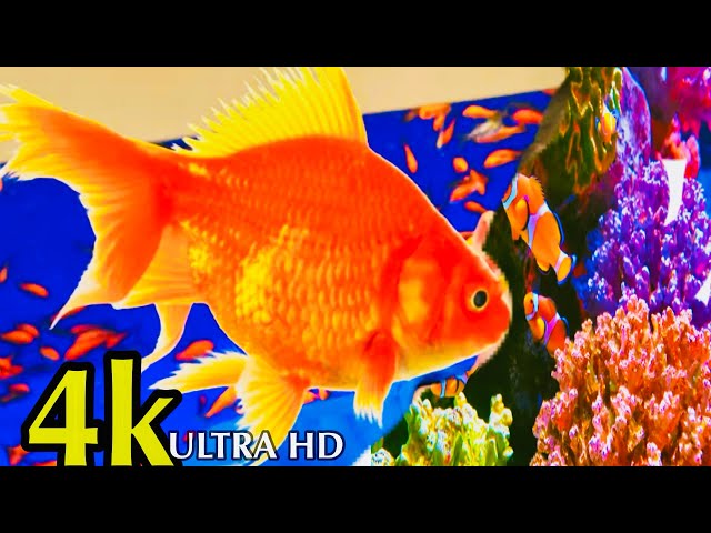 Buying a fishes at pet smart/Fishes ko Aquarium main chor diya